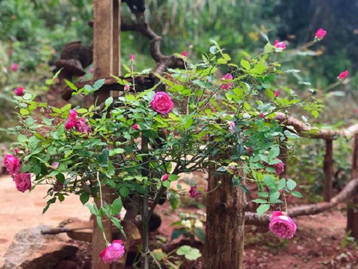 Hoa hồng cổ Sapa tại Hoa Sơn Điền Trang